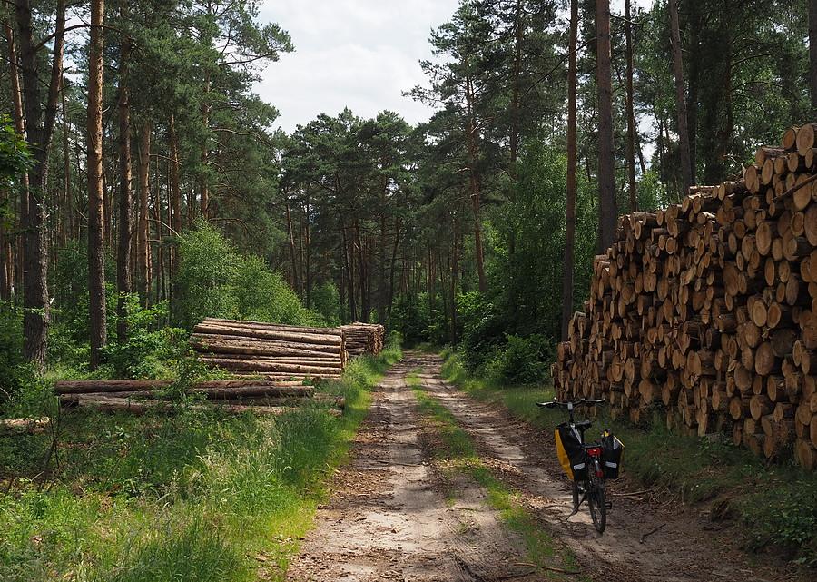 Leśny odcinek między Świniarami a Lubiechnią Małą