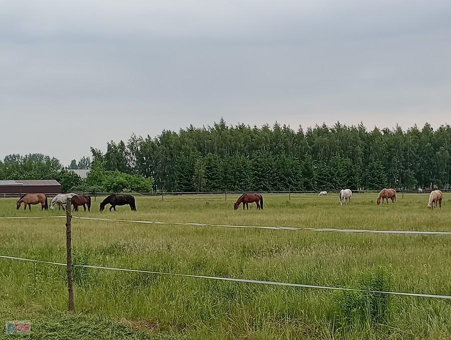 Konie w Duchnicach