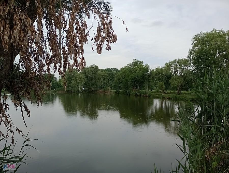 Staw w Zielonkach