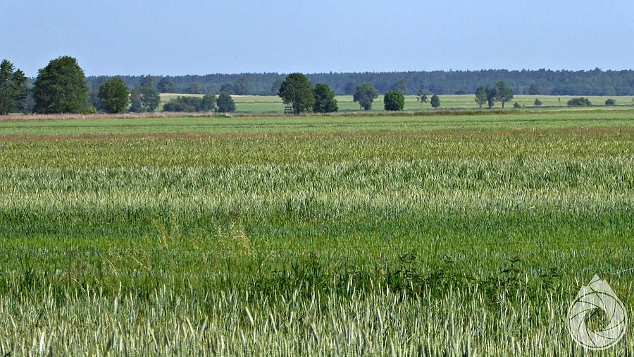 płaskość północnego Podkarpacia
