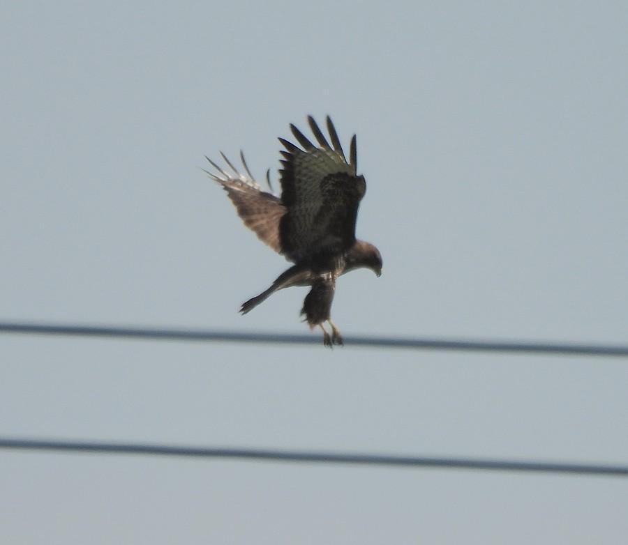 Myszołów udaje nutkę