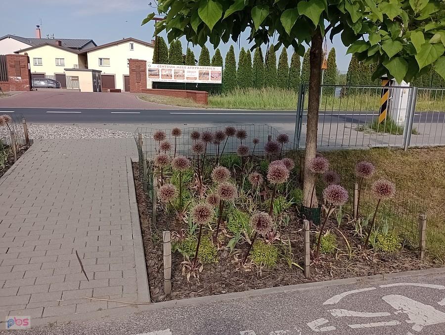 Ładne kule po przekwitniętych kwiatach na rabatkach w Borzęcinie.