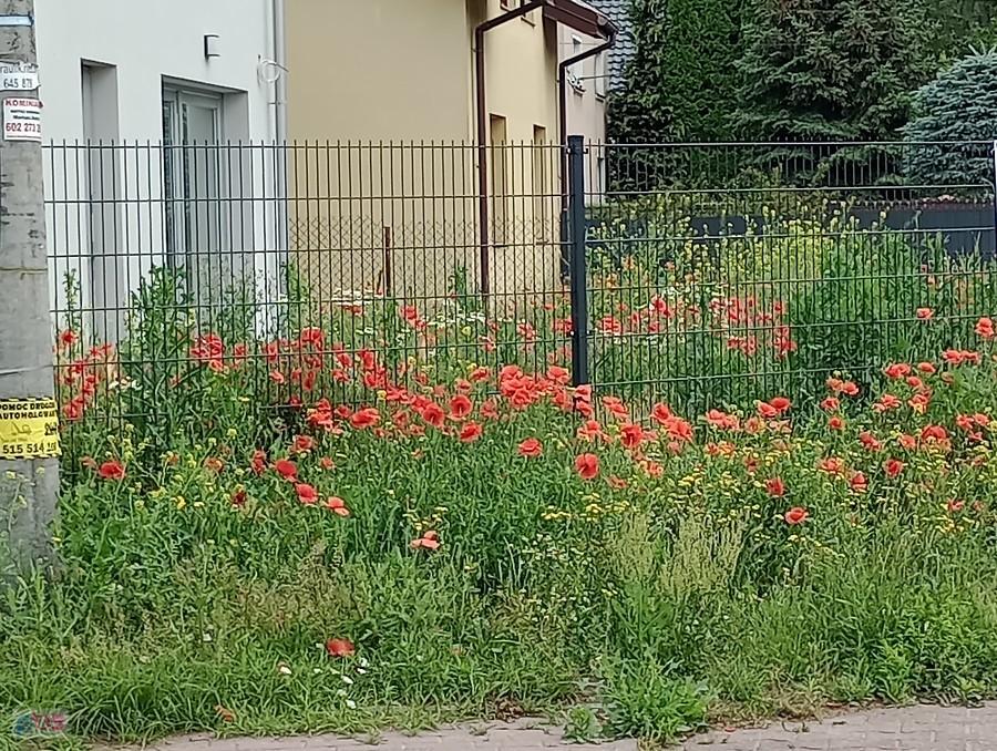 Maki w ogródku w Starych Babicach