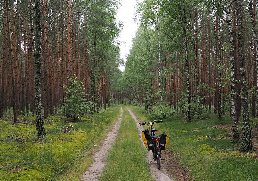 Podeszczowa Puszcza Rzepińska