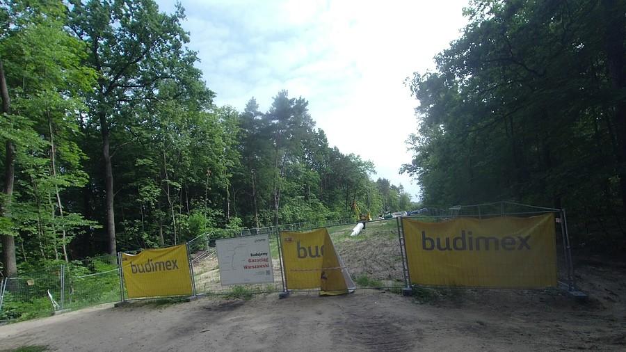 Lasek na Młocinach