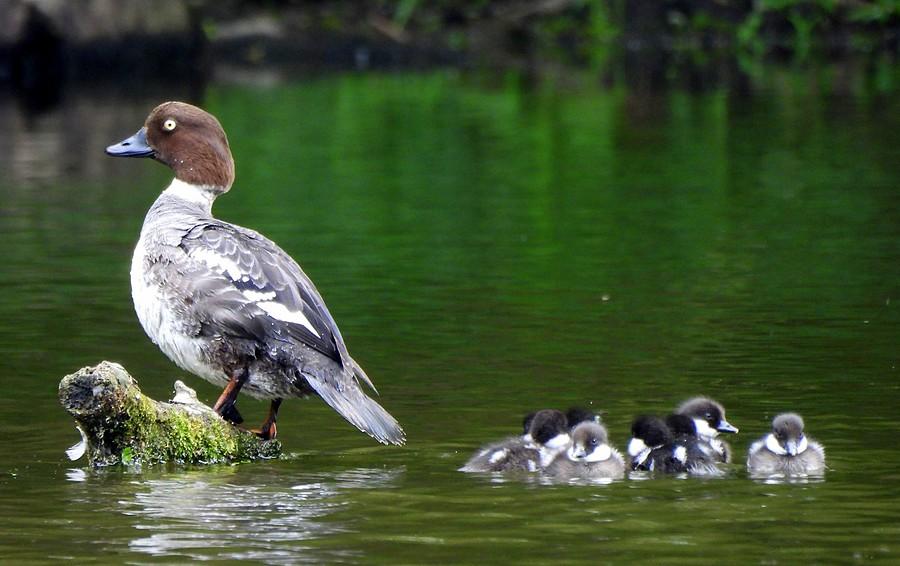 Pani gągoł z młodymi