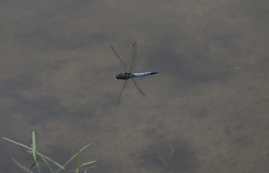 Lecicha pospolita