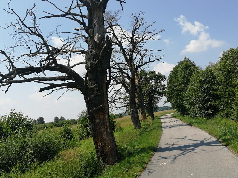Na ścieżce rowerowej łączącej wioskę Jamnik ze Żmigródkiem.