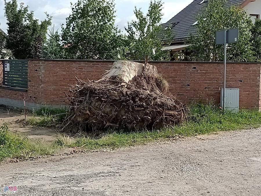 Karpy usuniętych przydrożnych drzew