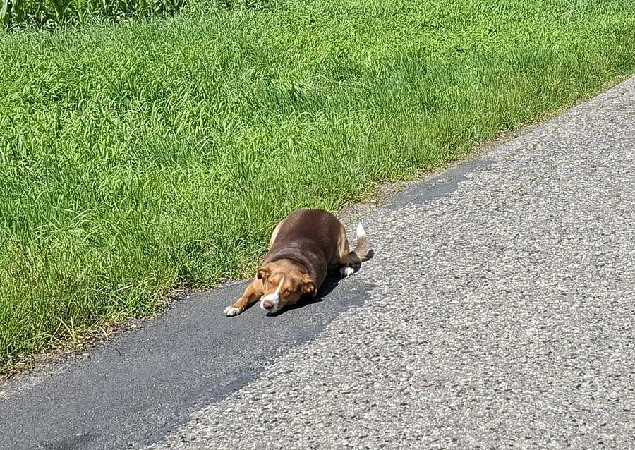 Ktoś mnie wita pelzająco :)