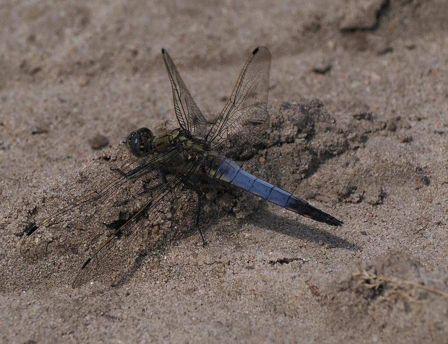 Lecicha pospolita
