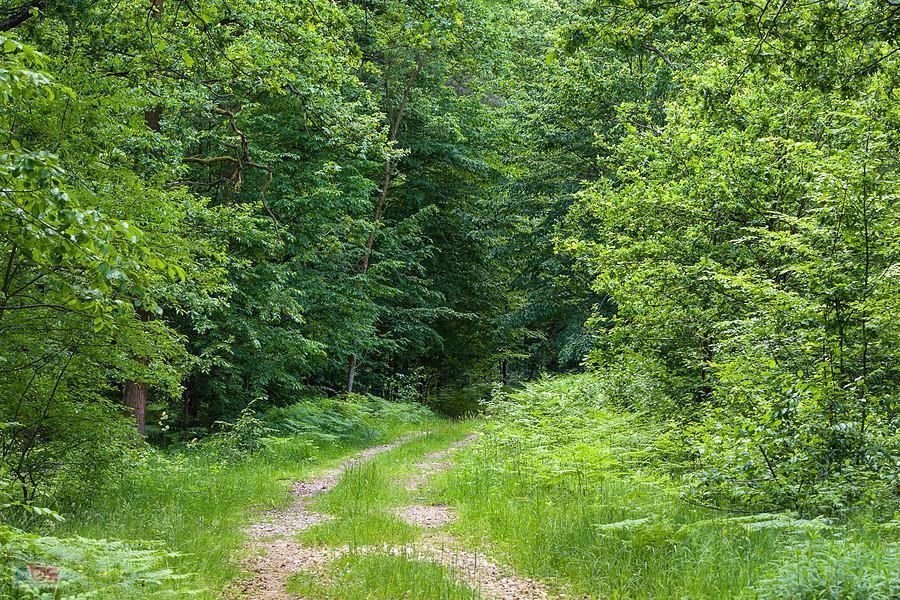 Kochanowice - widok za plecami na drodze w stronę osady Swaciok