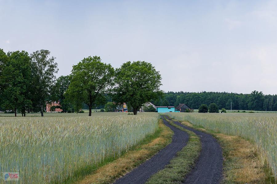 Lisów, w tle osada Swaciok i rozmazane niebo nadciągającej burzy