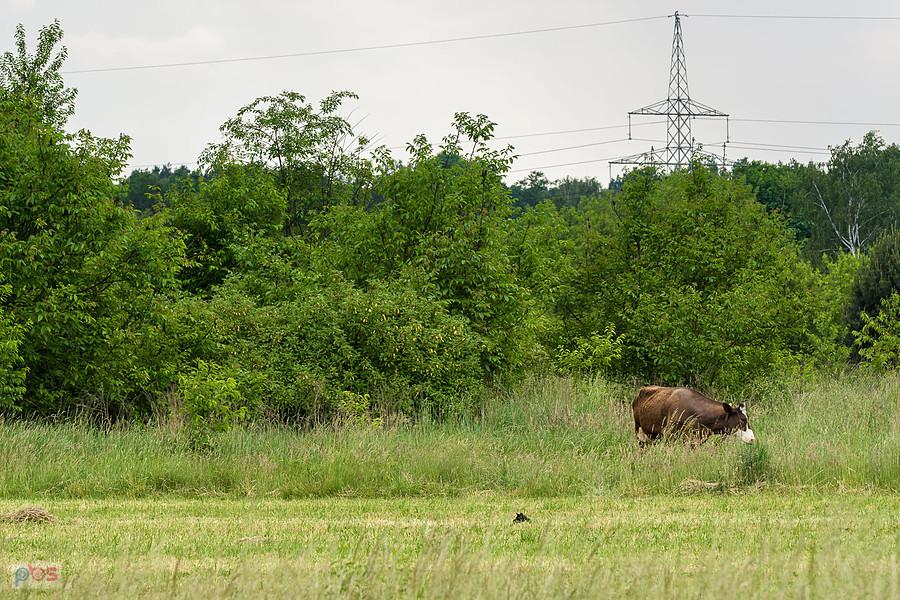 Pole w częstochowskiej dzielnicy Stradom