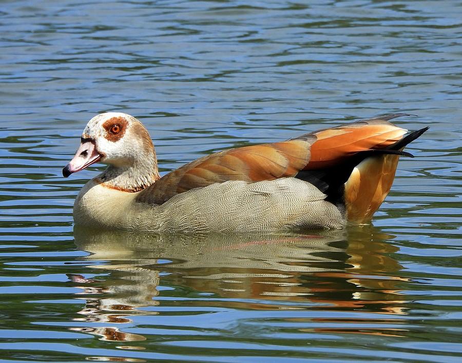 Gęś egipska na wodzie