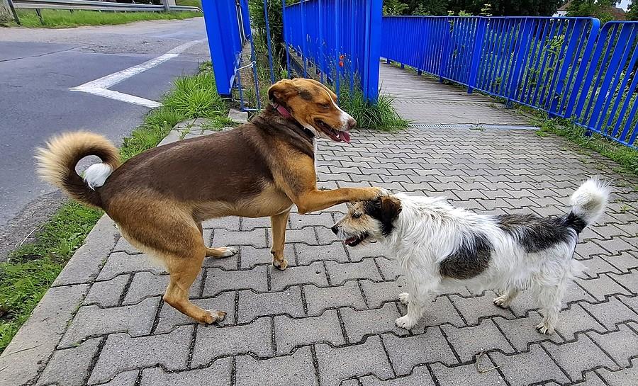 Psie błogosławieństwo :)