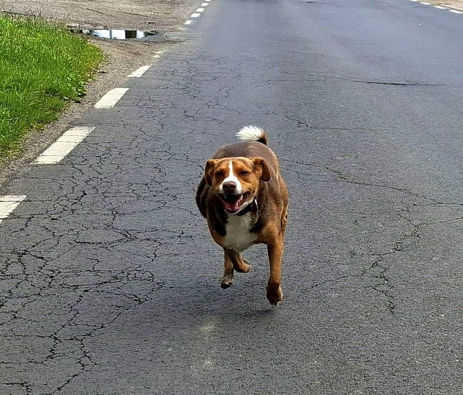 W pędzie pogoni