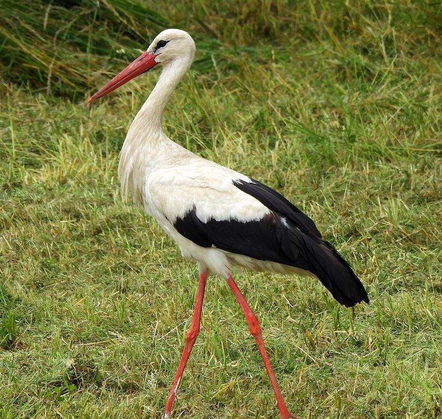 Bociek z Żernik