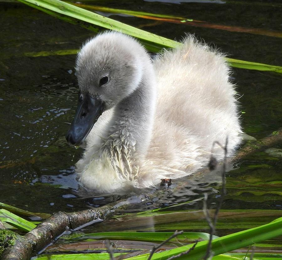 Łabędź junior