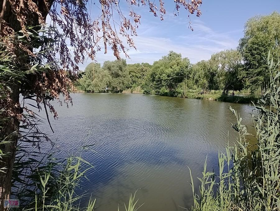 Staw w Zielonkach