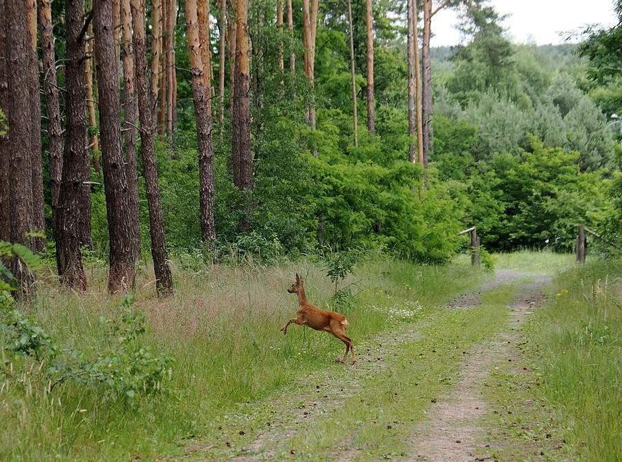 Sarenka pod Rzepinem