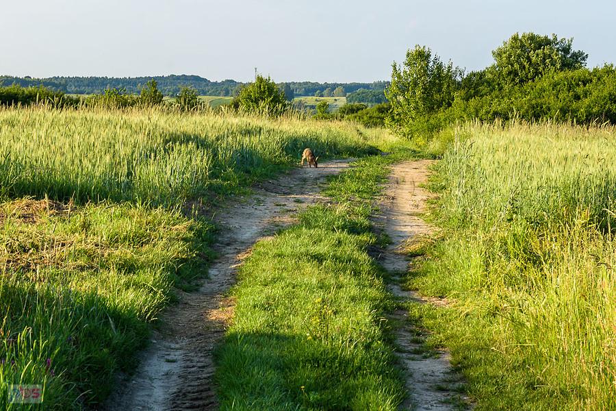Zając na drodze w Jaroszowie