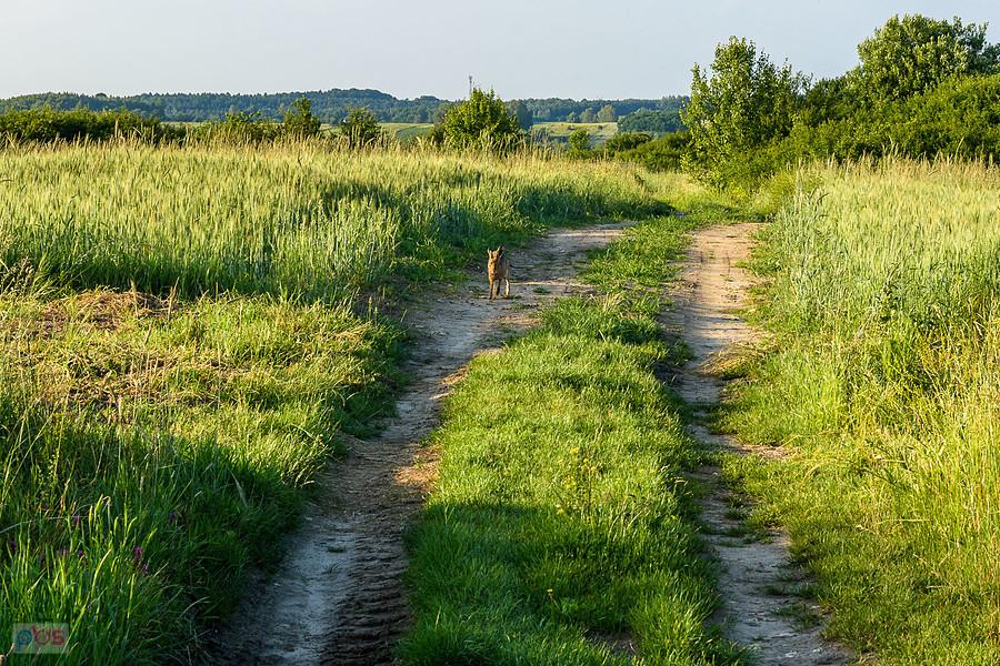 Zając na drodze w Jaroszowie - zaczął biegnąć w moją stronę