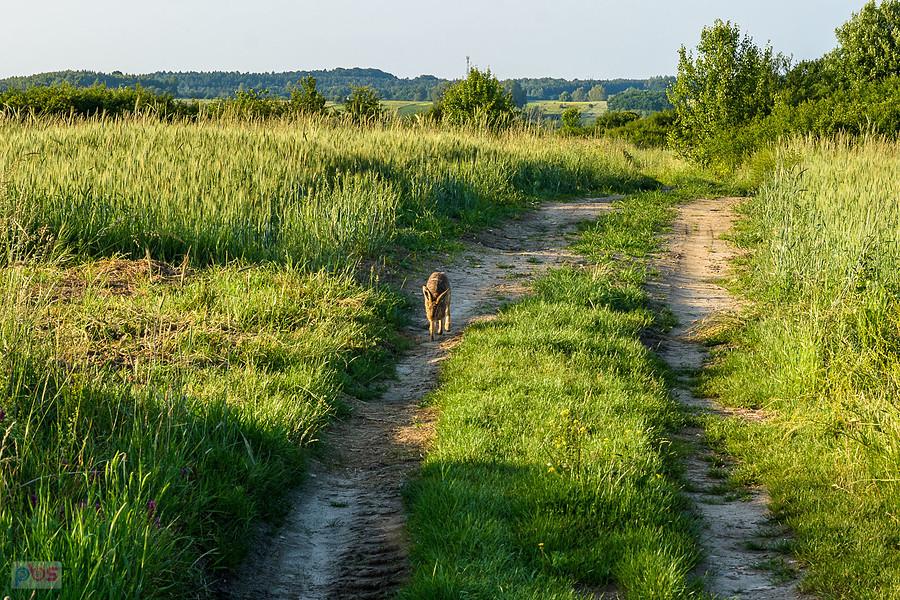 Zając na drodze w Jaroszowie - zaczął biegnąć w moją stronę