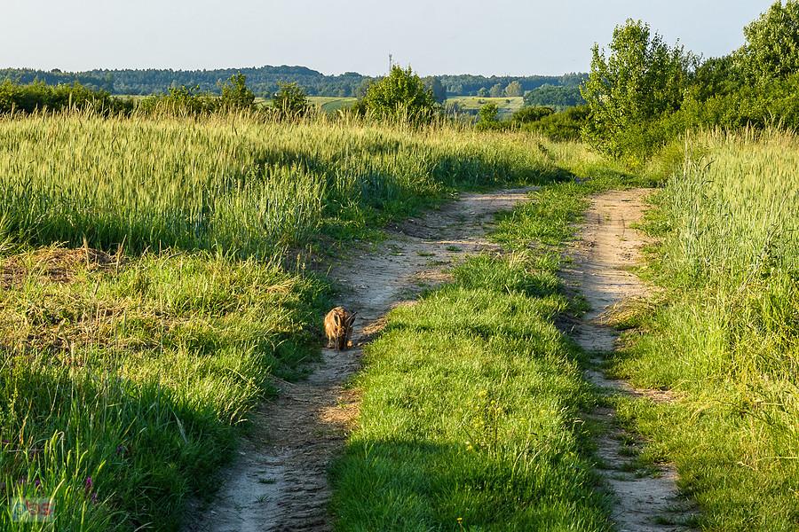 Zając na drodze w Jaroszowie