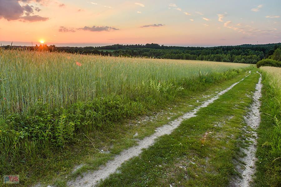 Przybynów