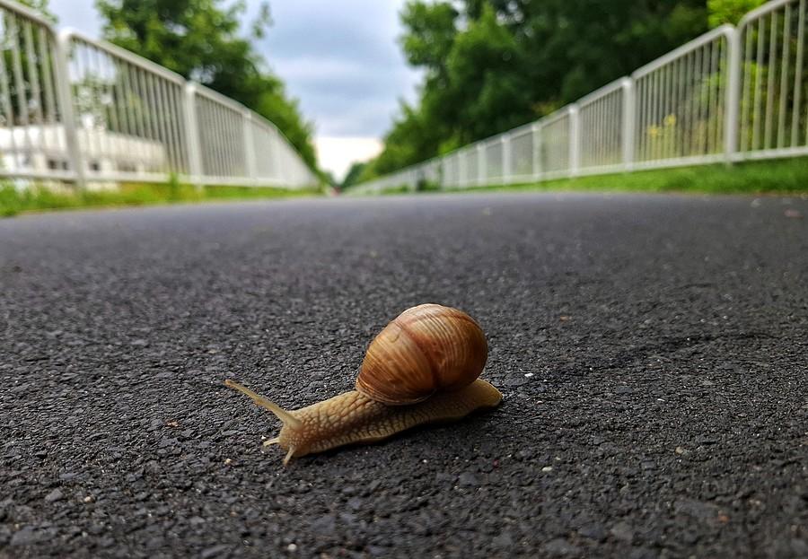 Ślimak na DDR