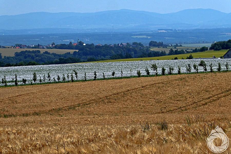 Beskid Morawsko-Śląski znad Bitova