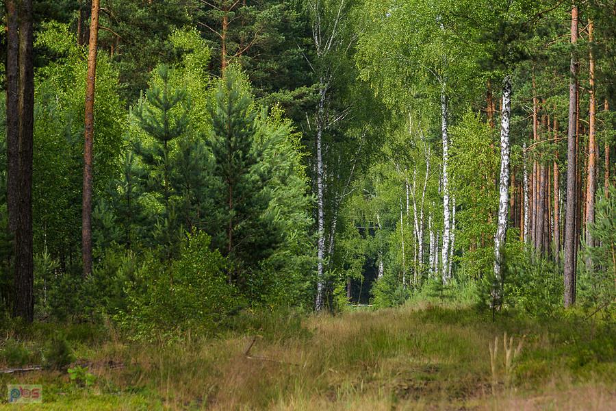 Las w Poraju - droga pomiędzy zbiornikiem wodnym a drogą wojewódzką