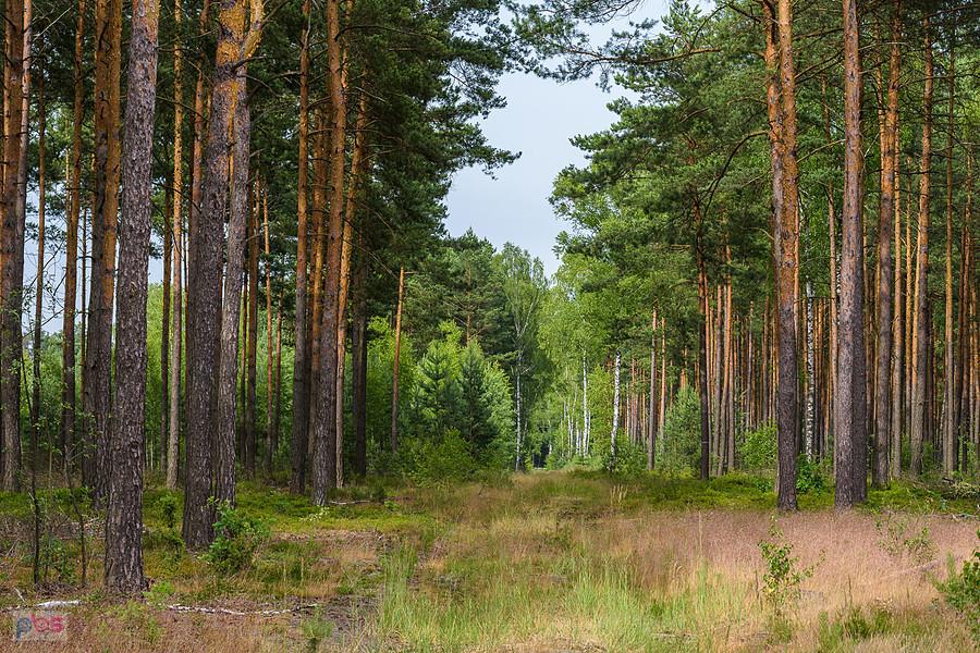 Las w Poraju - droga pomiędzy zbiornikiem wodnym a drogą wojewódzką