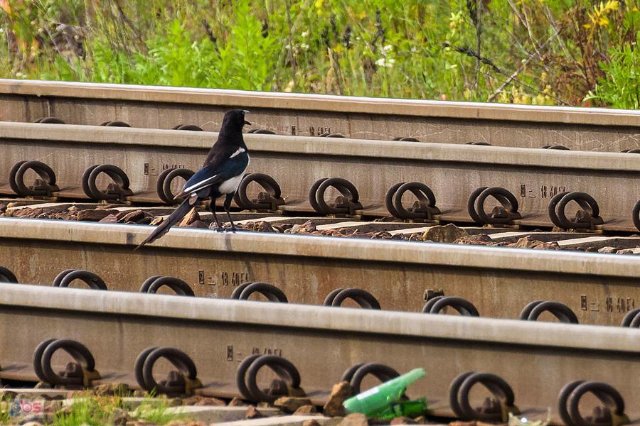 Sroka na torach linii kolejowej D29-1 w Poraju