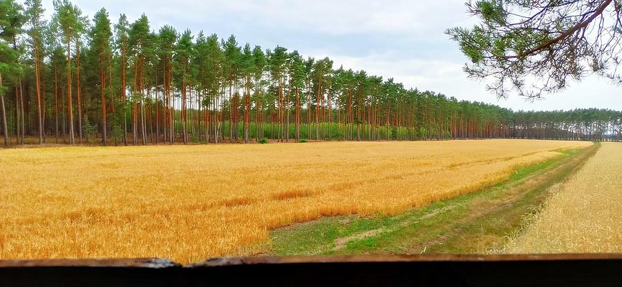 Widok z ambony