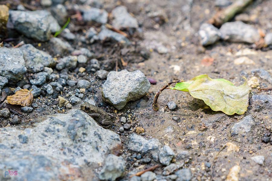 Mała ropucha na leśnej drodze w Glinianej Górze