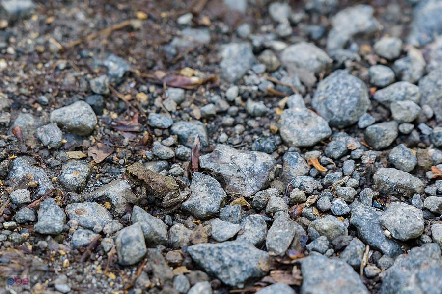 Mała ropucha na leśnej drodze w Glinianej Górze