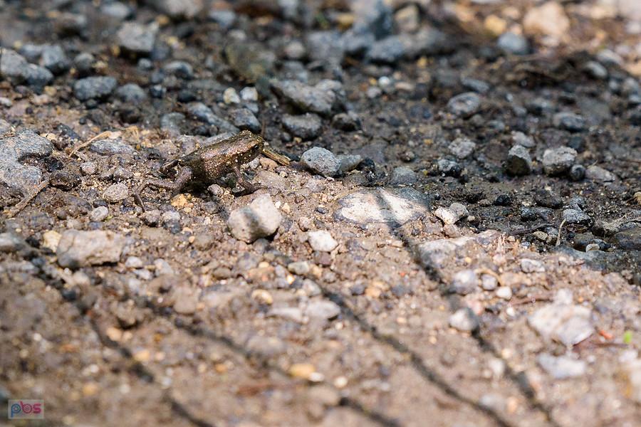 Mała ropucha na leśnej drodze w Glinianej Górze