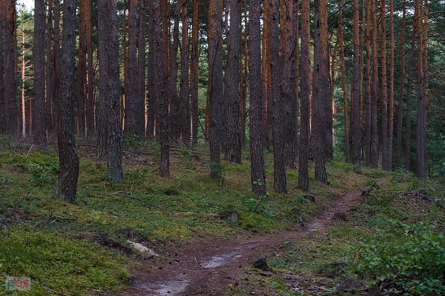 Leśny singiel żółtego szlaku pieszego w Skrajnicy - godz. 21:13.
