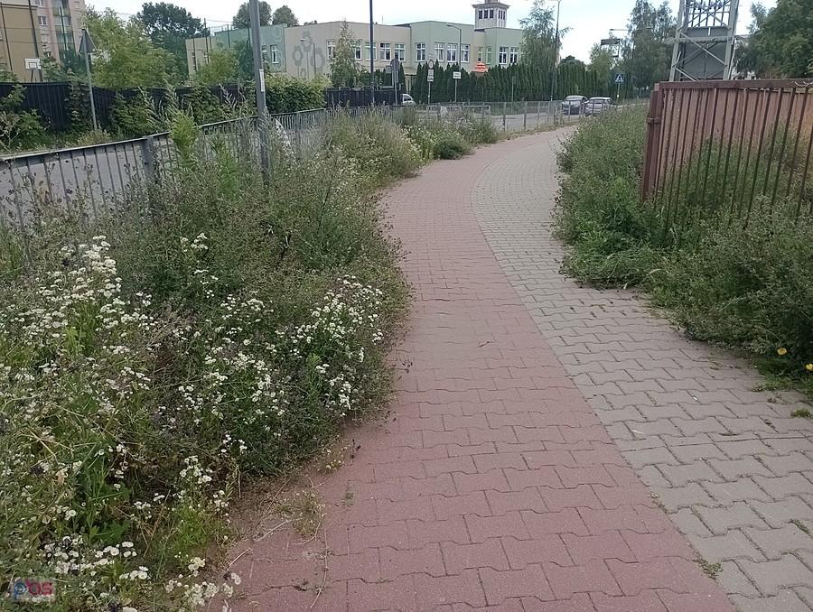 Tu wypadałoby skosić. Nie wiem, czyj to teren