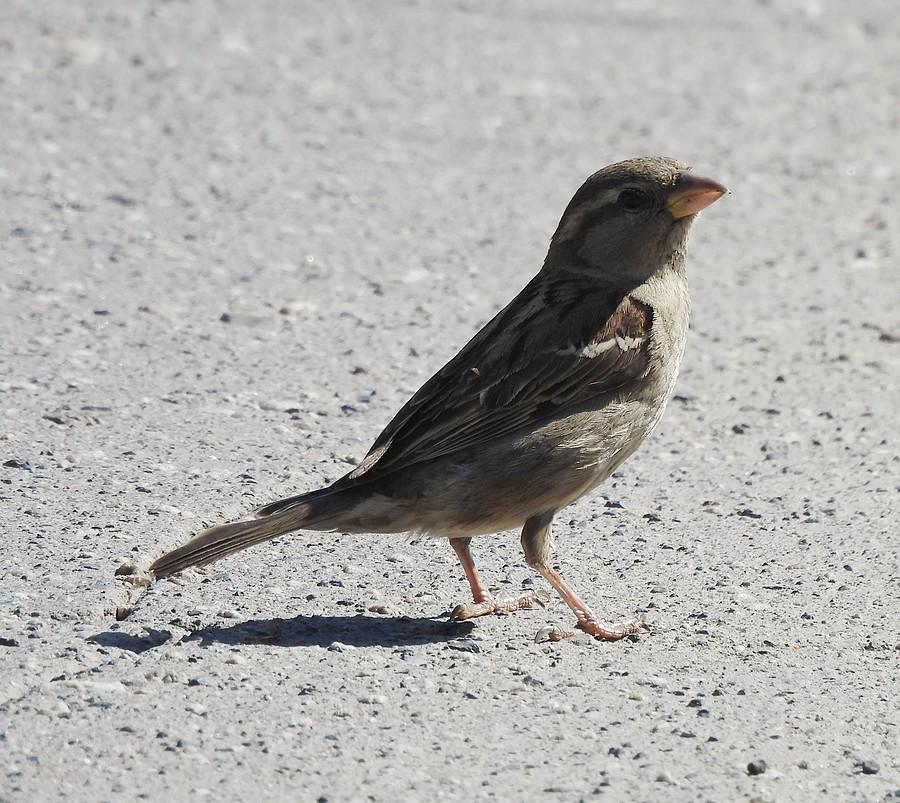 Wróbelek na asfalcie