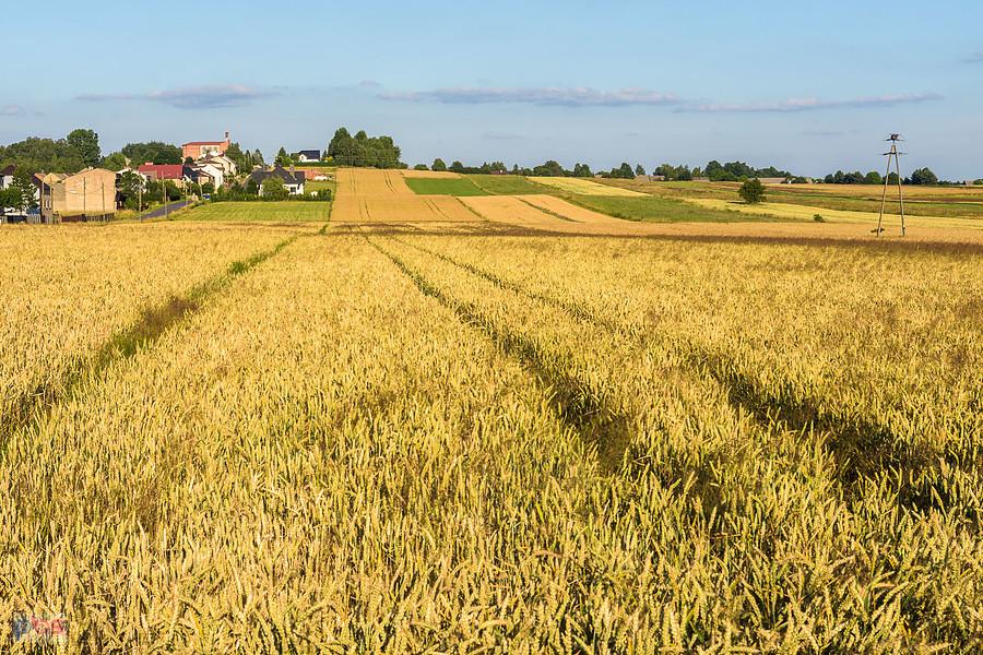 Cynków, widok na wschód