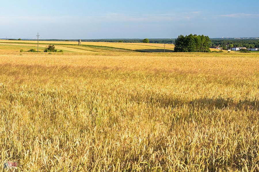Cynków - widok na południowy wschód