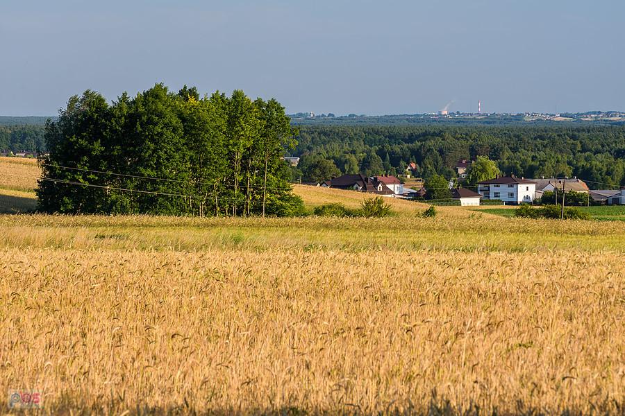 Cynków - widok na południe