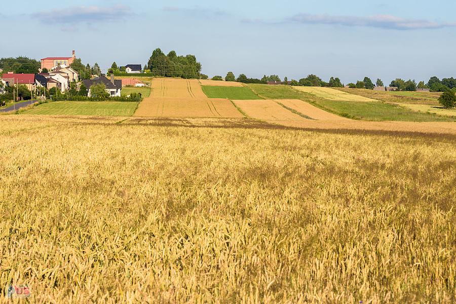 Cynków