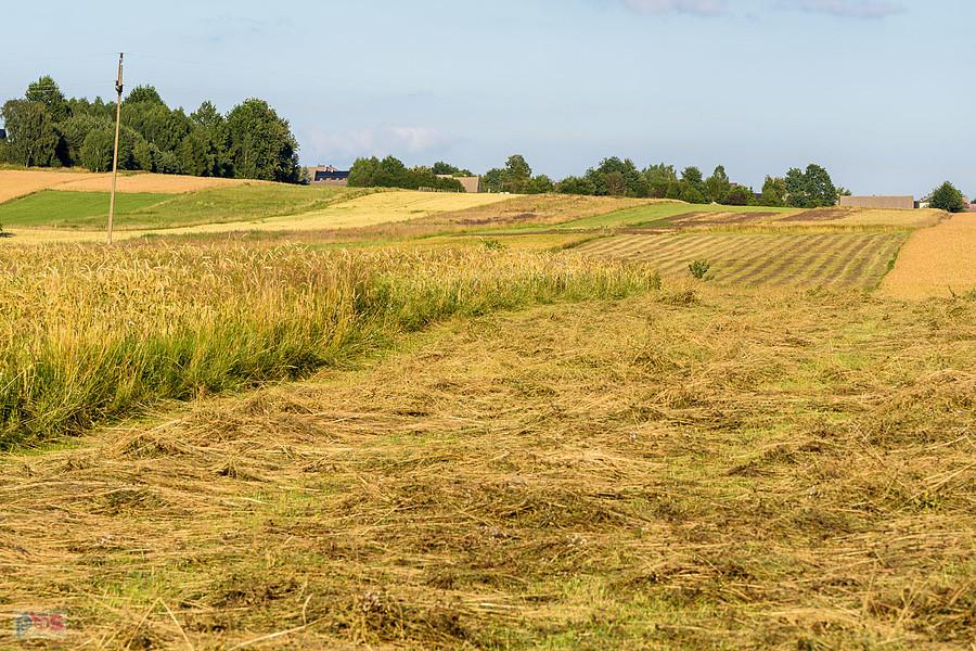 Cynków