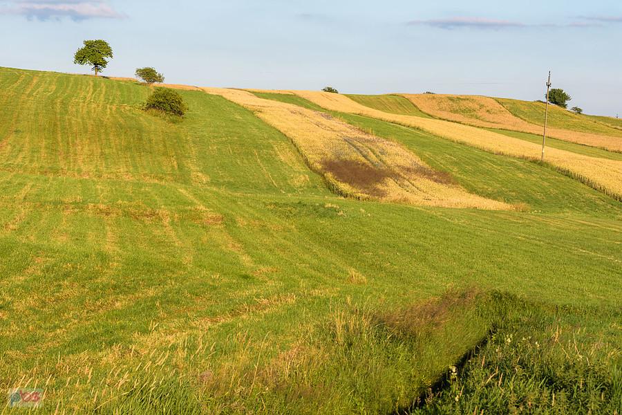 Cynków (Koziegłowy)