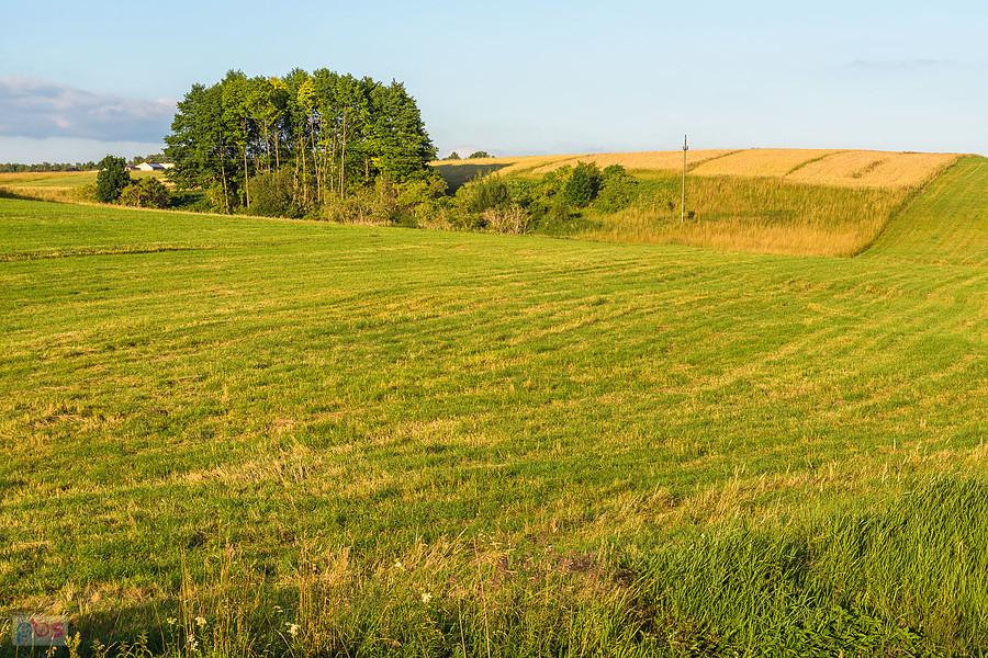 Cynków (Koziegłowy)