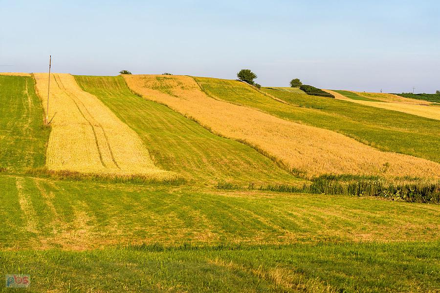 Cynków (Koziegłowy)